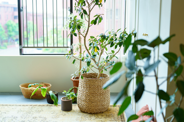 フェイクグリーンを置くのはなんのため？グリーンが持つ効果を手軽に  